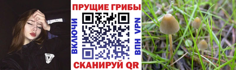как найти   Гулькевичи  Галлюциногенные грибы ЛСД 